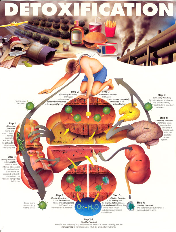 Healthy Bods Programs & Systems