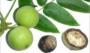 black-walnut-hull-parasite-cleanse