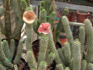 hoodia-gordonii